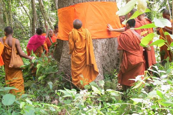 Monks in Cambodia's Monks Community Forests ordaining trees in order to protect them from logging. Photo Chantal Elkin Monks in Cambodia's Monks Community Forests surround a tree and use a strip of orange cloth to wrap around its trunk in order to ordain the tree to protect it from logging