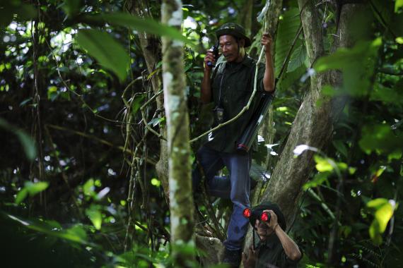 Muktar, age 44, is perched in a tree whilst patrolling the Ulu Masen forest in Aceh, Indonesia.