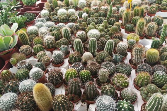 Cacti raised in nurseries help stem poaching for IWT. Photo by Max Pixel Many varieties of cacti being raised in a nursery.