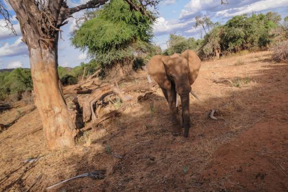 African elephant, Kenya. Photo Jo-Anne McArthur: We Animals African elephant in Kenya.