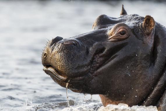 Hippopotamus in water. Photo Peter Chadwick A profile view of a hippos face.