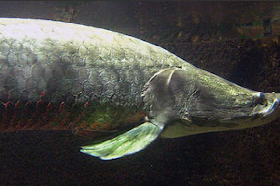 Arapaima. Photo Superbass Arapaima