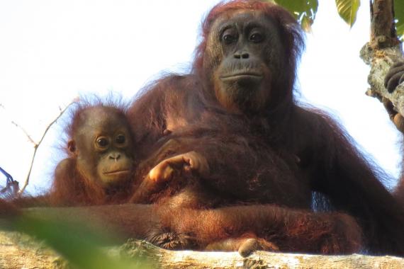 Bornean orangutans from the Orangutan Conservation Programme