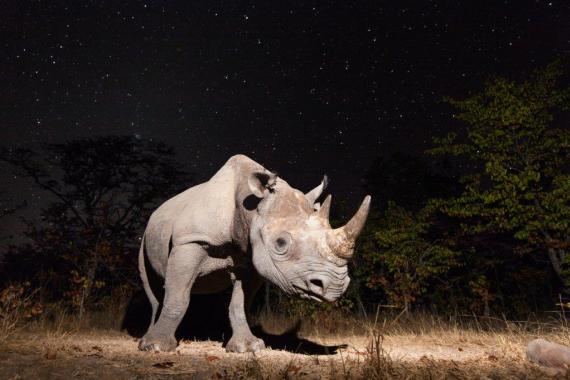 Black rhino. Photo Will Burrard Lucas Black rhino