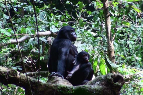 Bonobos. Photo Ian Redmond Bonobos