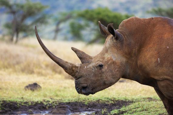 Female white rhino. Photo Martin Harvey Profile of female white rhino with very long horn