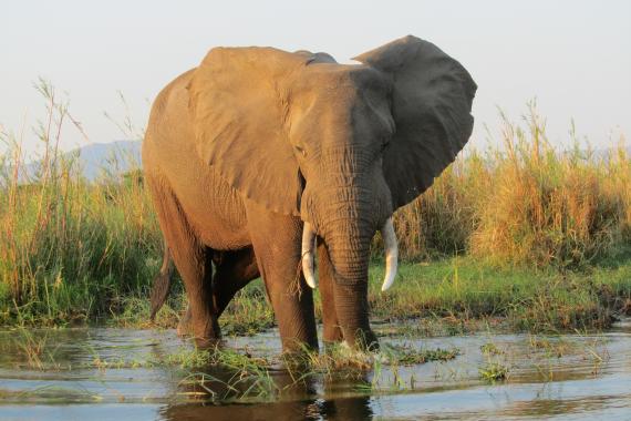 Elephant, Zambezi National Park. Photo Nienke An elephant standing in water, Zambezi National Park