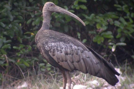 Giant Ibis. Photo Ron Hoff Photo of a giant ibis looking over its shoulder