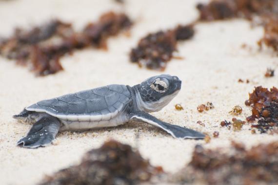 Green turtle hatchling. Photo Sam Rowley photography A green turtle hatchling on a beach