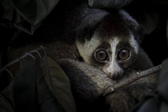 Javan slow loris. Photo Paul Williams:Iron Ammonite A Javan slow loris sitting in a tree at night