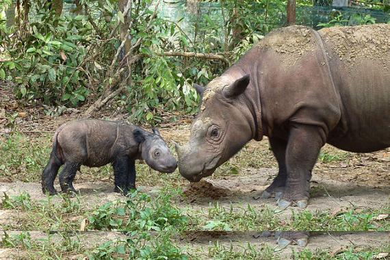 A female Sumatran rhinocerus nuzzling her four-day old offspring