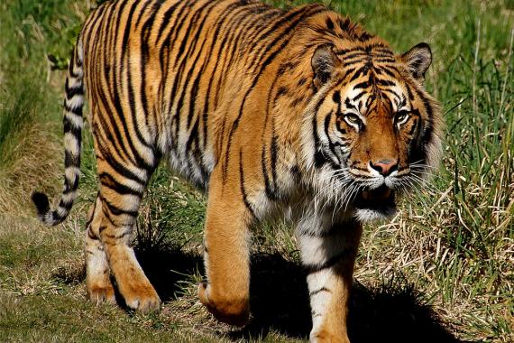 Sumatran tiger. Photo Bernard Spragg Photo of an adult Sumatran tiger