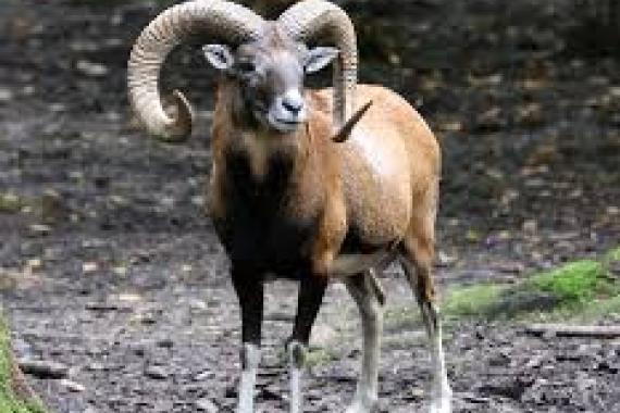 Iranian Esfahan mouflon