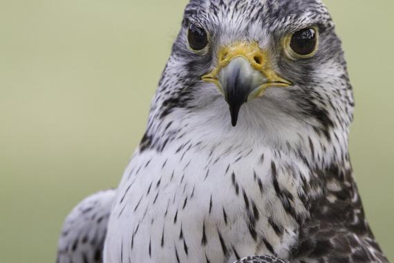 Saker falcon. Photo Laura Kalinga Photo of the a saker falcon looking at the camera.