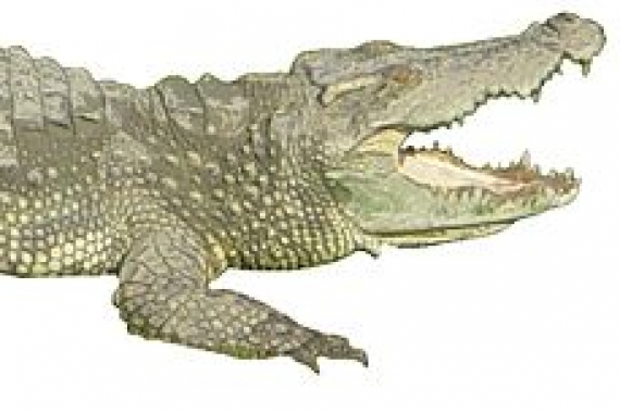 Siamese crocodile. Photo Rlevse. Siamese crocodile