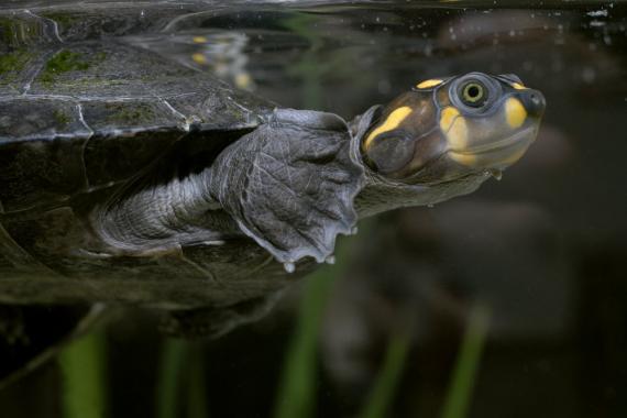 Yellow-spotted River Turtle. Photo Mark Bowler Yellow-spotted River Turtle