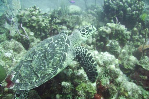 Hawksbill turtle