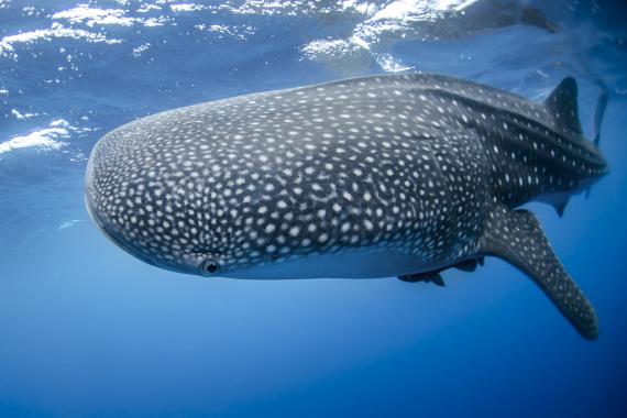 Whale shark Whale shark
