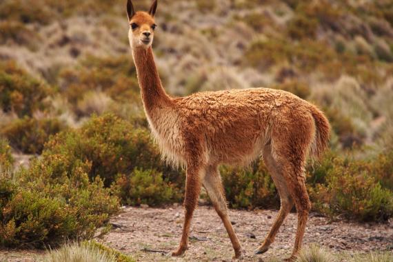 Vicuna.