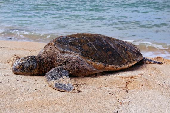 Sea turtle. Credit: Bernard Spragg.