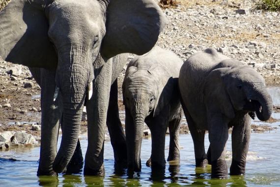 Elephants drinking.