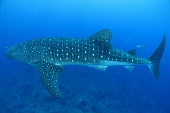 Whale shark. Image by skeeze from Pixabay Whale shark.