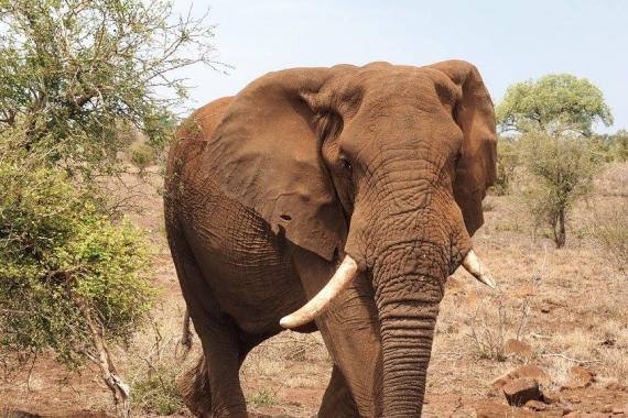 Elephant in Kruger National Park.