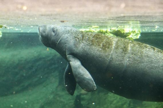 African manatee (Photo "Manatee" by gilus_pl is licensed under CC BY-NC-SA 2.0) African manatee.