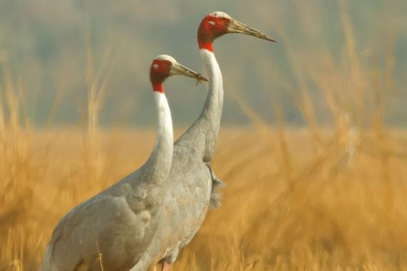 Sarus Crane