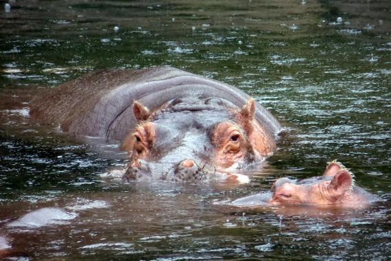 Hippos in the water.