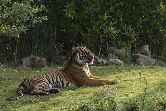 Sumatran Tiger