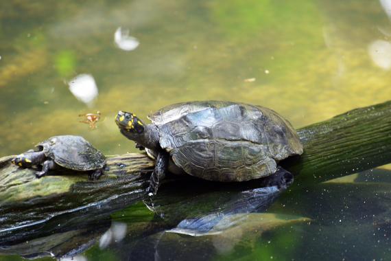 Amazon Yellow-spotted River Turtle. ("Iquitos_2015 08 02_1797" by HBarrison is licensed under CC BY-NC-SA 2.0) Amazon Yellow-spotted River Turtle.