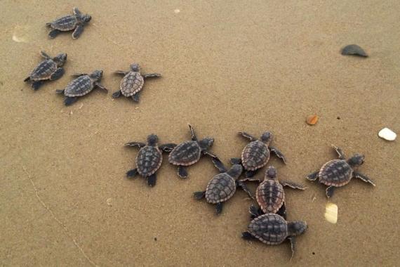 Baby sea turtles