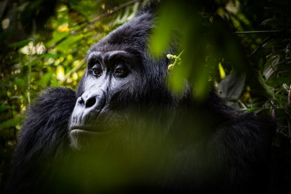 Gorilla in in the forest. Photo via Flickr. Mountain gorilla.