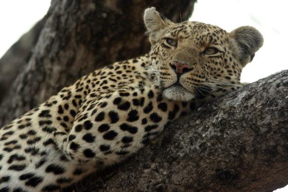 "Female Leopard" by Ch&Al is licensed under CC BY-NC 2.0 Female leopard in the tree