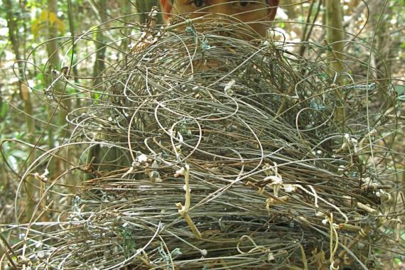 Patrol team with wire snares collected in saola habitat, central Laos (Nakai-Nam Theun National Protected Area). 
