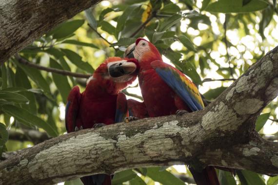 "CostaRica_20161113_118" by QuiRag is licensed under CC BY-NC 2.0 Scarlet macaws.