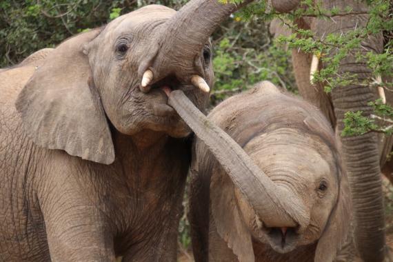 Elephants play.
