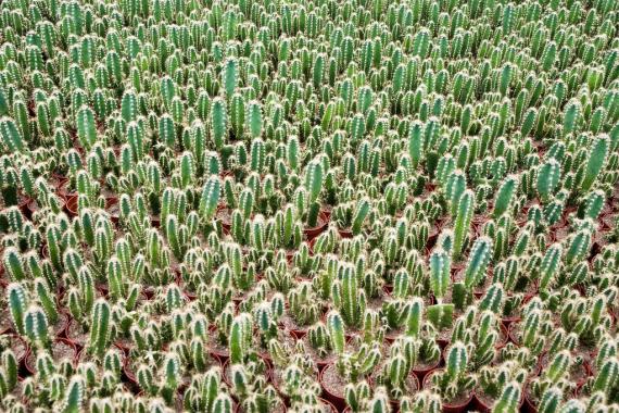 Commercial cactus nursery.