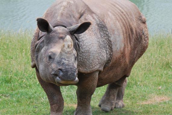 Greater One-Horned Asian Rhino. (Photo "DSC_0013" by bobosh_t is licensed under CC BY-SA 2.0) Greater One-Horned Asian Rhino.