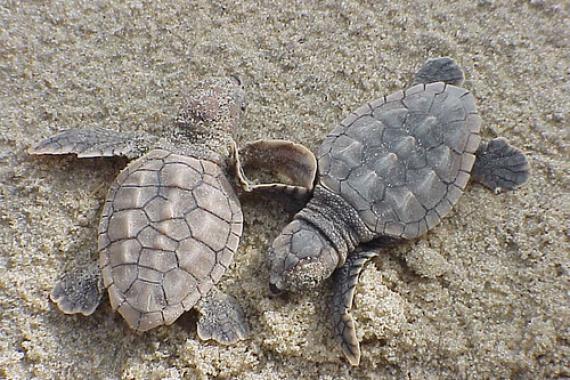 Loggerhead sea turtle hatchlings. Photo via Flickr. Loggerhead sea turtle hatchlings