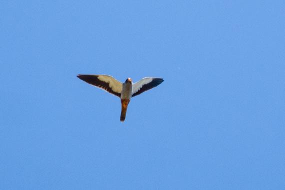 Amur falcon taken in Bangalore, India.