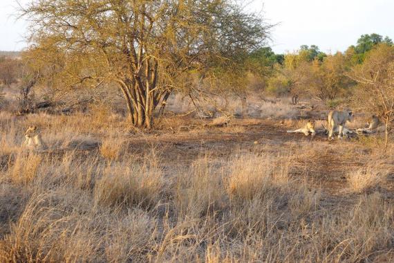 A pride of lions resting.