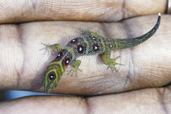 Union Island Gecko (Gonatodes daudini). Photo by Jenny Daltry, FFI