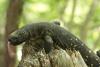 Guatemalan bearded lizard in its natural habitat