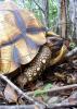 A photo of an adult male ploughshare tortoise in its natural habitat.