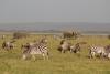 Wildlife such as elephants, zebras and more graze the Amboseli landscape.