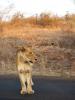 Lioness in Kruger National Park.