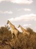 Two giraffes together.