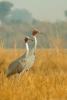 Sarus Crane